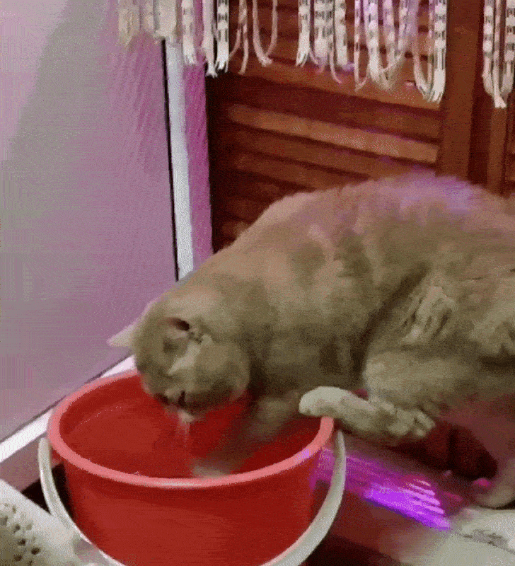 “There are three things you can watch forever: a burning fire, flowing water, and my cat digging in the water.”