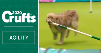 This Adorable Rescue Dog Has A Disastrous Performance On Crufts, But Wins Everyone’s Hearts
