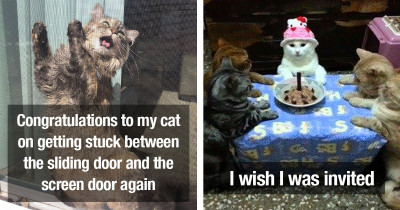 Purrfect Cats Who Will Leave You Chanting 'Here Kitty-Kitty-Kitty'