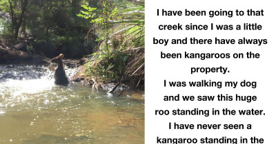 Man Almost Fights An Enormous Kangaroo Bathing In The Family Creek
