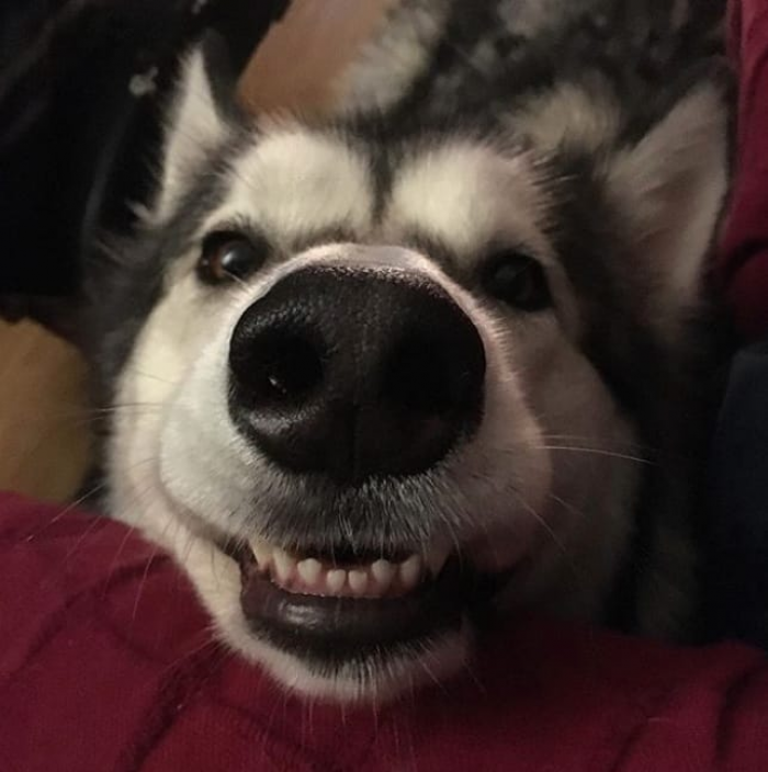 17. Oh my... A happy snoot!