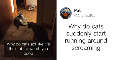 People Have Some Very Important Questions For Their Cats And Here Are Some Of The Best
