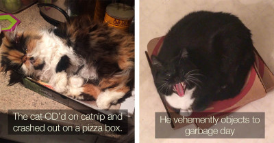 Hilarious Photos That Highlight The Love Between Cats And Pizza Boxes