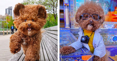 Dog Named Agador, "The Pooch Of NYC" Is The Most Adorable Fashionista On Instagram