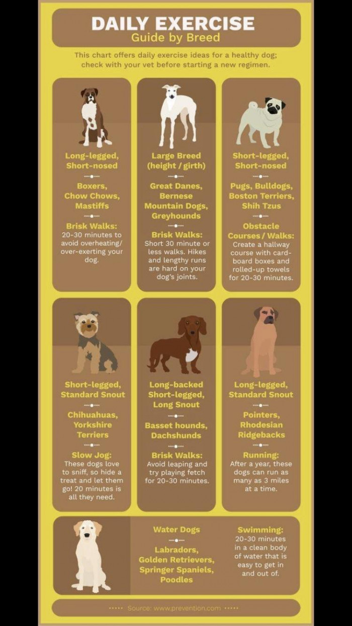 2. Dog exercise guide