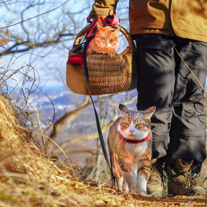 For over ten years now, Nagasawa, Daikichi, and Fuku-Chan have traveled to incredible places.