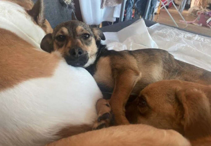 Meanwhile, here is Paula comfortably snuggling with her new foster siblings.