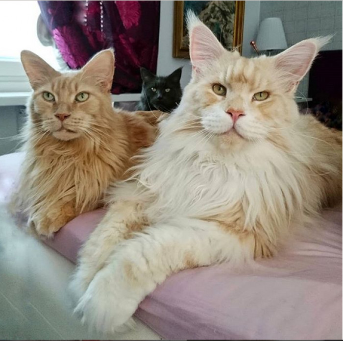 Maine Coon Cat is Seriously Huge And That's Why He's Becoming The ...