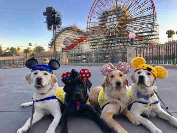 In order to improve the dog's socialisation skills, the group took them to Disneyland to explore the grounds and make new friends.