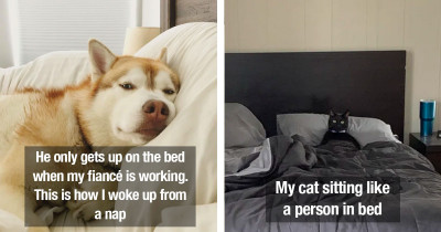 Pets Who Sneakily Invaded Their Human's Spots and Got Very Comfortable in Them