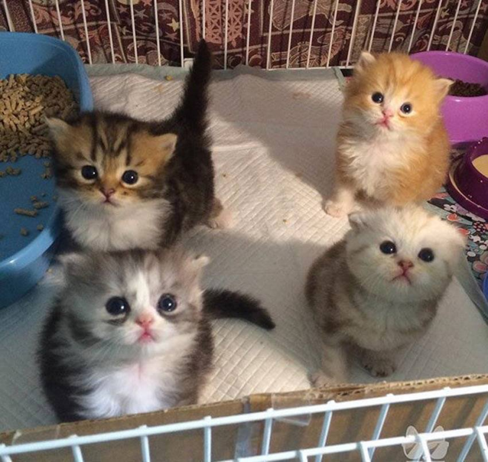 "Just a quartet of puff balls."