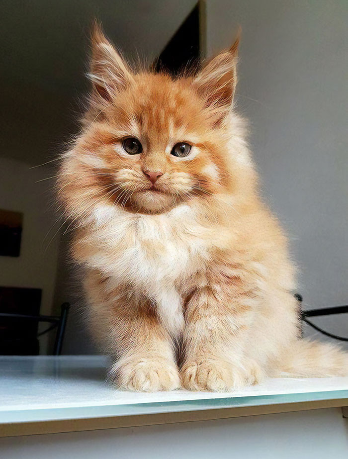 maine coon tabby mix orange kitten