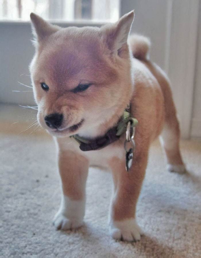 The Greatest Collection of Shiba Inu Moments Caught On Camera Ever