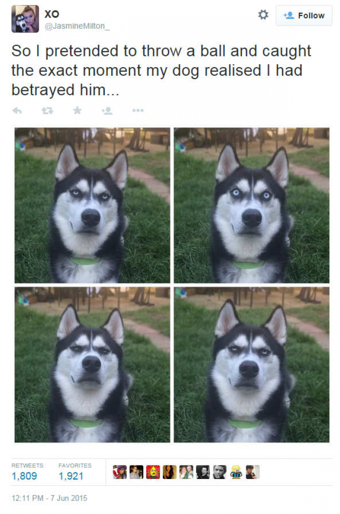 Not to mention, they're not exactly stupid.