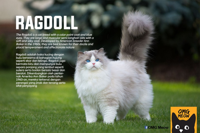 52. Ragdoll