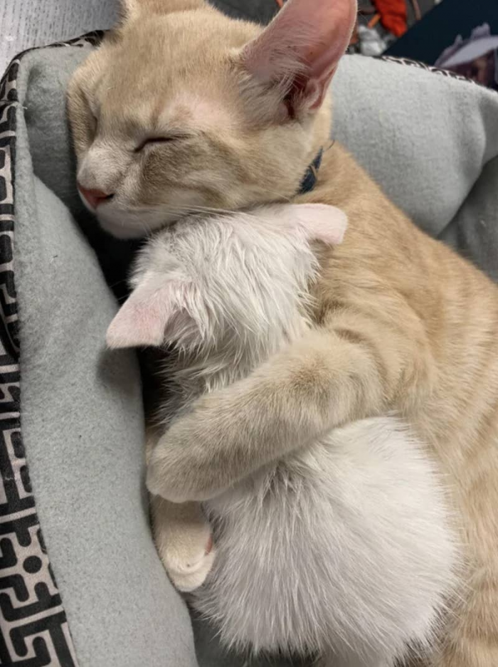 6. "The time I rescued a crying kitten outside, my cat cuddled her. ❤️"