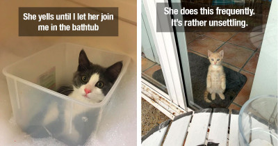 Weird Cat Pictures Show That Regardless of How Strange Cats Are, We Will Love Them Anyway