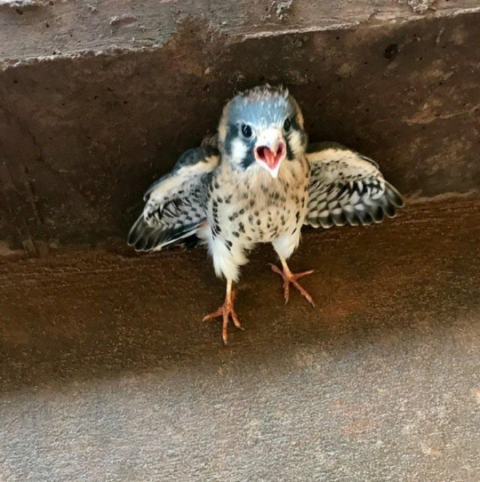 The shock you experience when you see someone enjoying your food. This bird is such a mood.