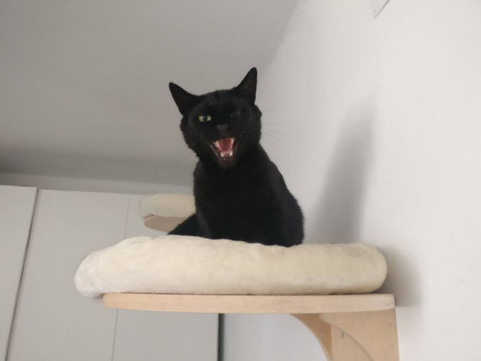 19. “This is Gus. We can’t touch or come within 2 meters of him, but we still love him.”