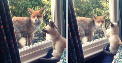 An Unlikely Friendship Between A Fox And A Kitten Is Giving Us A Much Needed Serotonin Boost