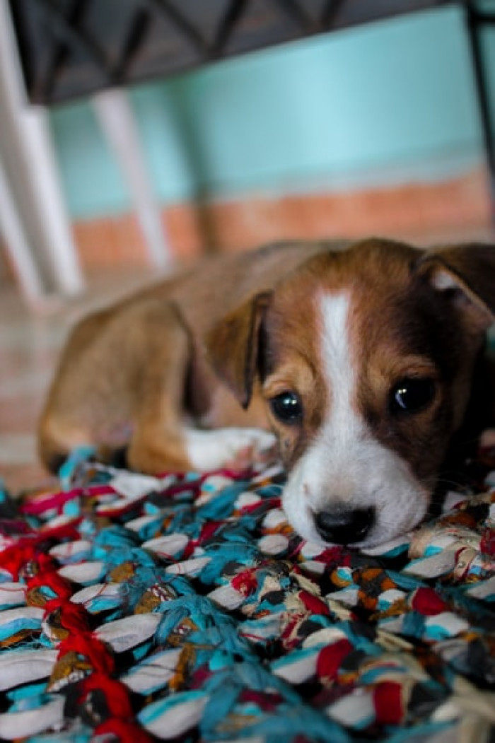3. Chicken bones are the best...