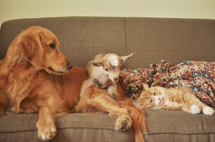 “She’s around all the farm animals all the time, so she’s seen it all”
