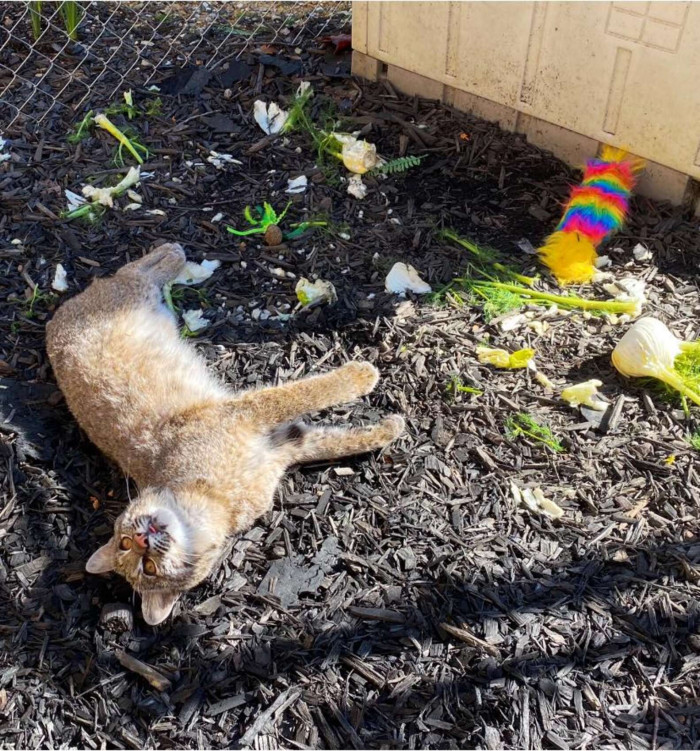 “He cuddles with it, rubs against it, and brings it to his bed to sleep with it,” Russo shared.