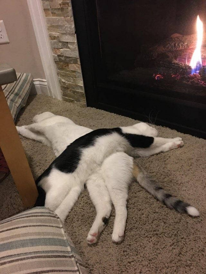 Friendly nap by the fire.