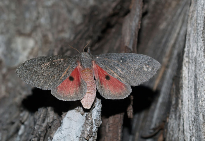 Hubbard’s Small Silkmoth After