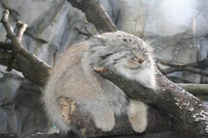 Hi! This is what we call a Manul cat