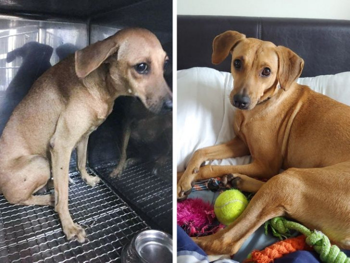 2. “From scared and alone to surrounded by toys and love”