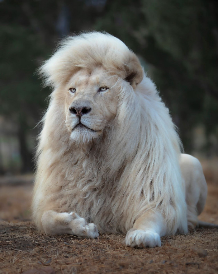 White Lion's Majestic Mane Is Ruling The Internet For All The Right Reasons