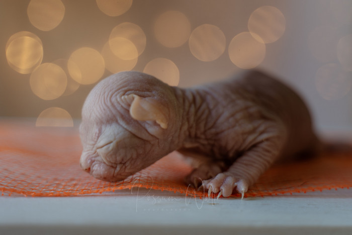 10. Baby Murder Mittens