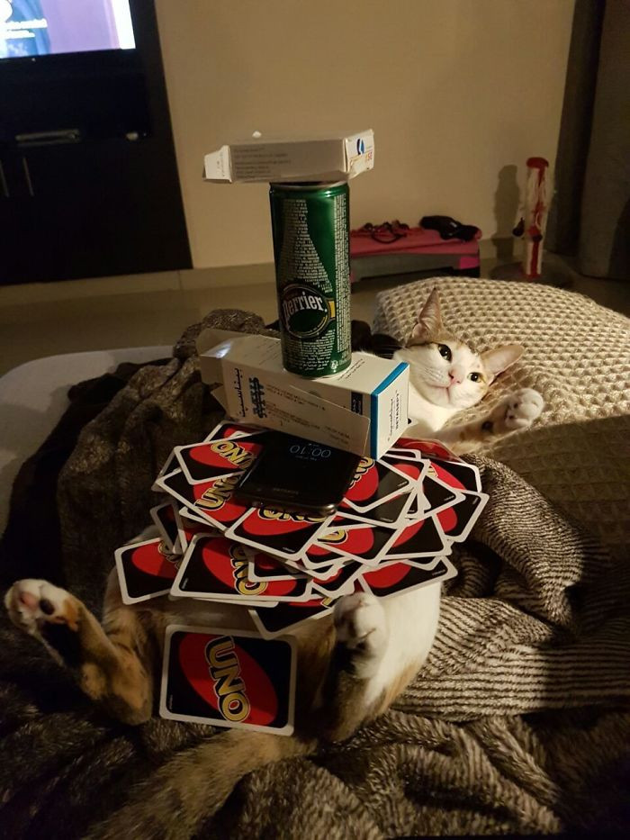 20. "My cat lets me stack things on her belly."