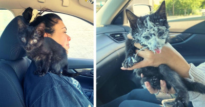 Cat Visits Starbucks For The First Time And She Loves It