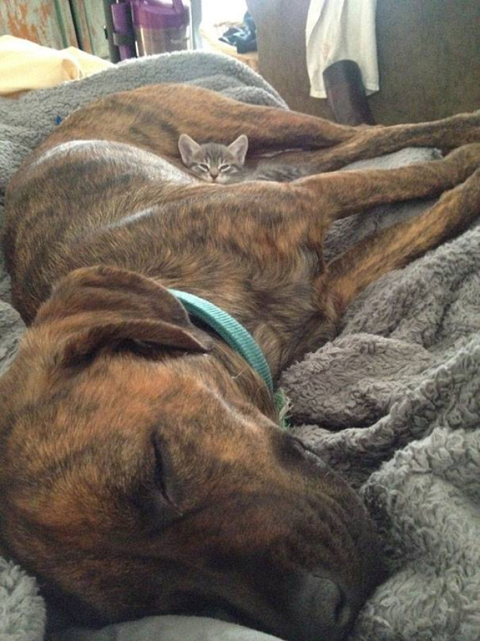 15 Absolutely Precious Photos of Cats Sleeping on Dogs