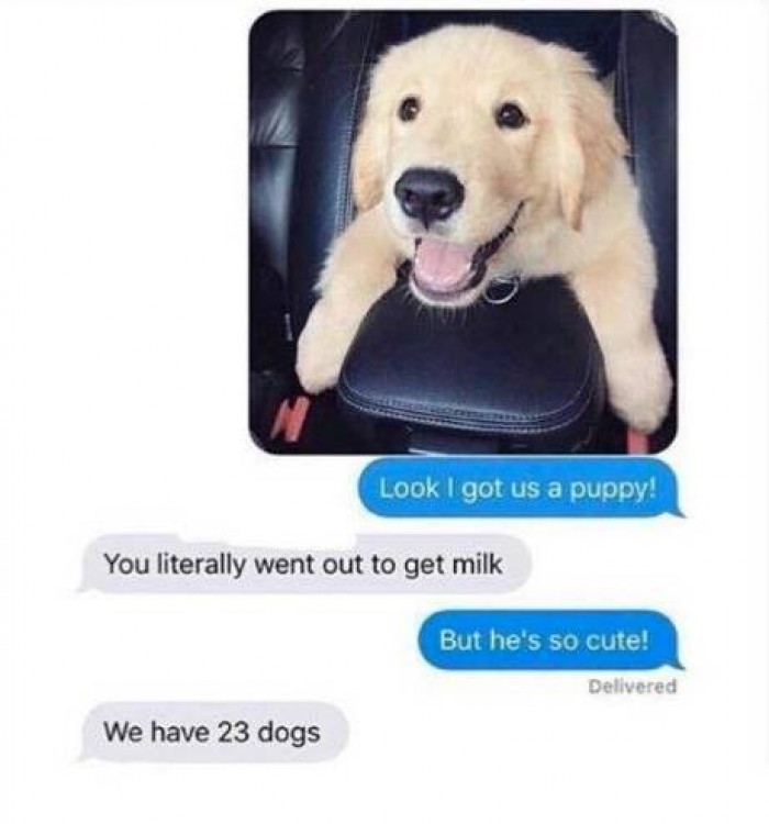 5. DOESN'T MATTER I WANT ALL THE PUPPIES