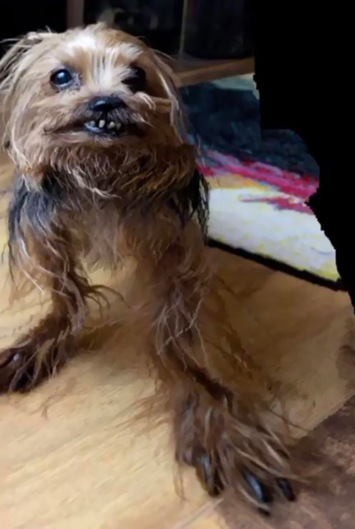 1. Here's miniature Chewbacca.