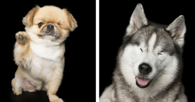 Photographer Captures Strength And Beauty Of Disabled Dogs That Are Perfectly Imperfect