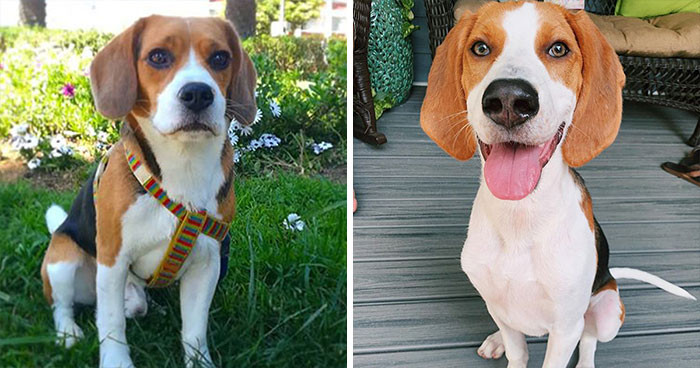 Beagle & American Foxhound