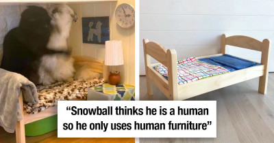Four Cats Have Been Raising Hell Over The New Doll Bed, So More Beds Had To Be Bought