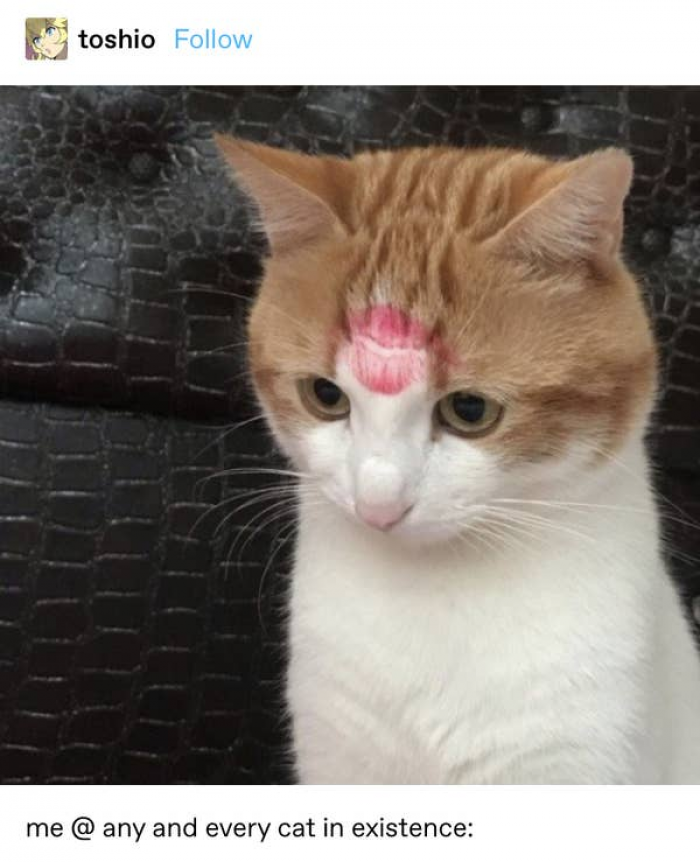 17. This cat doesn't know how to process love.