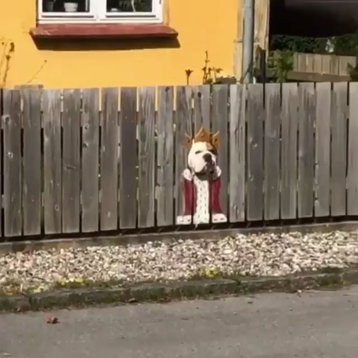 Meet Bogart: The adorable bulldog pup that loves to stare down the street.
