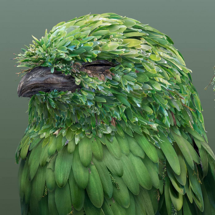 Tawny frogmouth bird 1 closeup