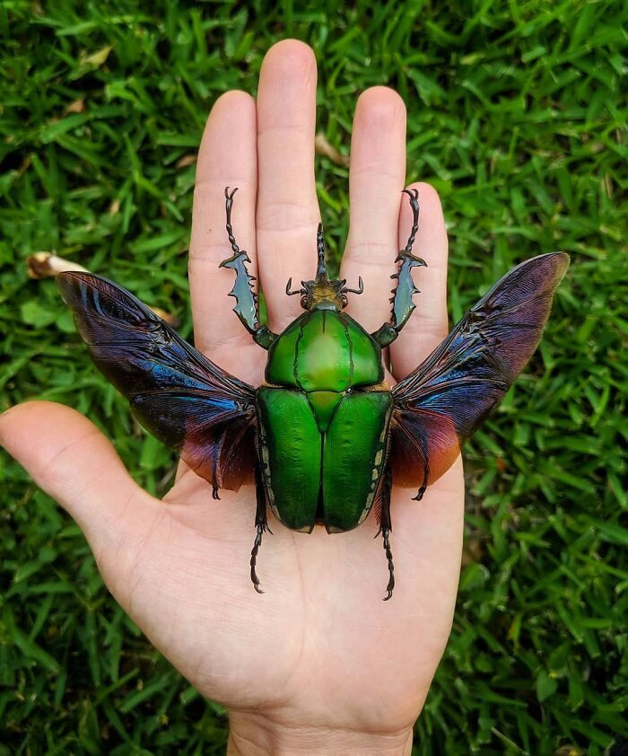 13. Mecynorrhina Torquata One Of The Largest Beetles In The World