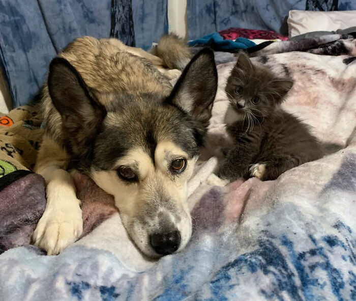 “Lady Purrl is one of the sweetest and most spunky kitties,” Basner said.