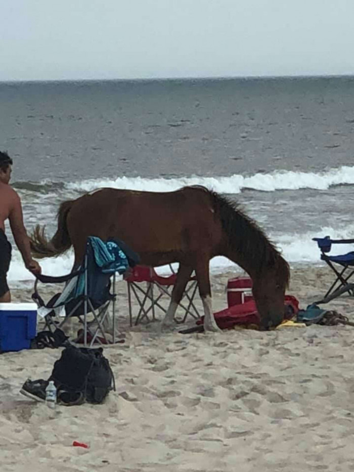 The horses of Assateague Island are typically tame.