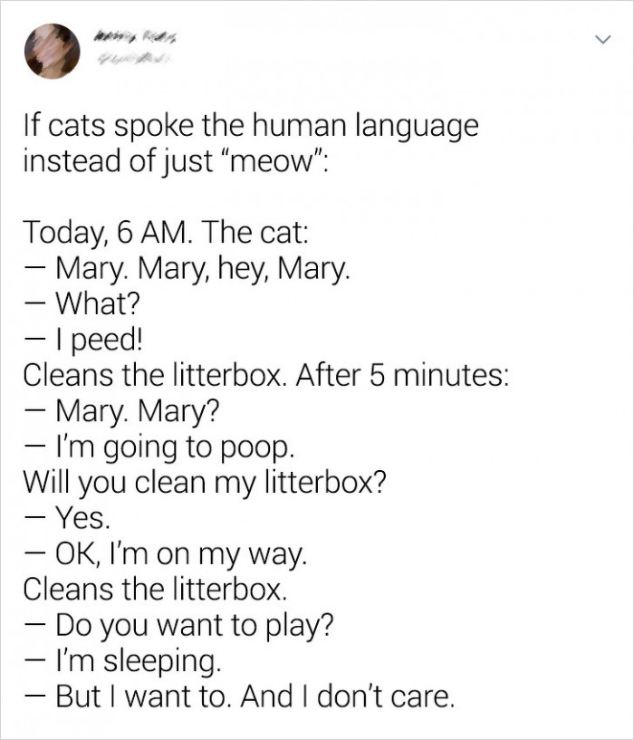 If cats could speak?