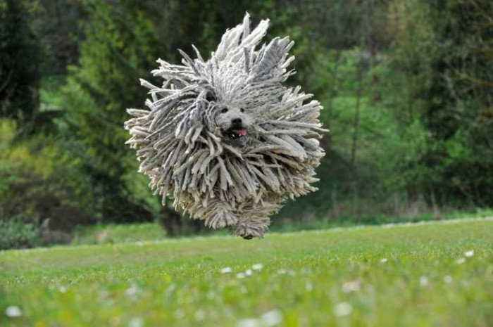 3. Is that a flying mop? Nope! It's a dog!