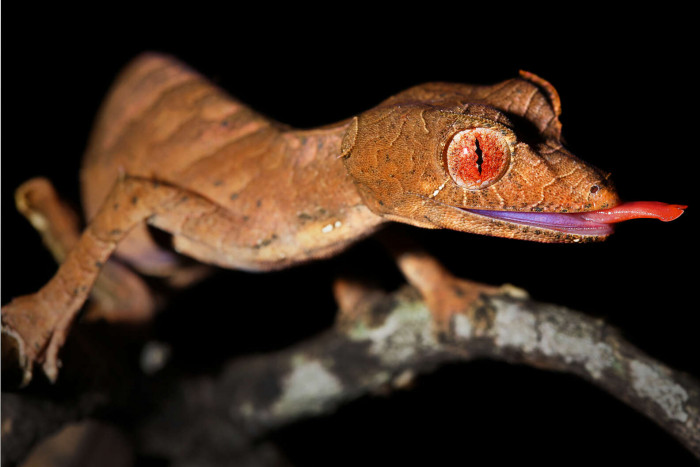 But as for the satanic name? It might come from it's creepy red tongue, or even the fact that it is able to let out a scream to scare off predators! 